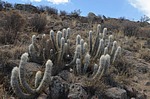 Oreocereus hendriksenianus Nazca to Puquio GPS190 Peru_Chile 2014_0133.jpg